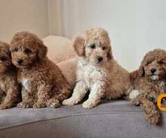 Pudle i Maltipoo štenci