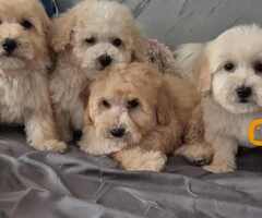 Pudle i Maltipoo štenci