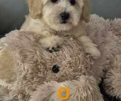 Pudle i Maltipoo štenci