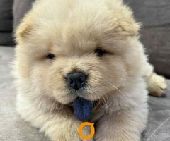 Čistokrvni CHOW-CHOW štenci