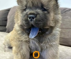 Čistokrvni CHOW-CHOW štenci