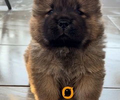 Čistokrvni CHOW-CHOW štenci