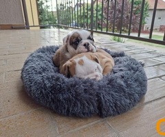 Engleski buldog