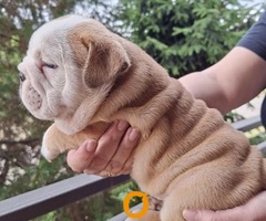 Engleski buldog