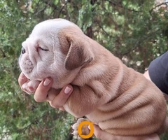 Engleski buldog