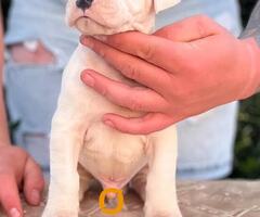 Argentinska doga ( Dogo Argentino )