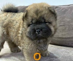 Čistokrvni CHOW-CHOW štenci