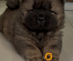 Čistokrvni CHOW-CHOW štenci