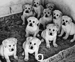 LABRADOR stenci