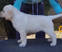 LABRADOR stenci