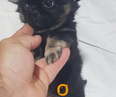 Mini CIVAVE  oba pola kratkodlaki i dugodlaki