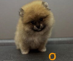 Štene pomeranskog špica uzrasta 3 meseca,