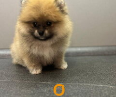 Štene pomeranskog špica uzrasta 3 meseca,