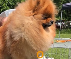 Pomeranac mužjak, spreman za parenje