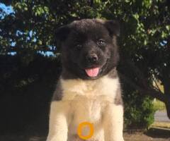 Američka Akita, izuzetni štenci