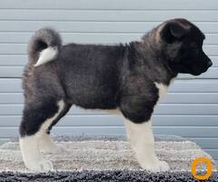 Američka Akita, izuzetni štenci