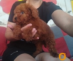 Crvena TOY PUDLA, prelepi stenci