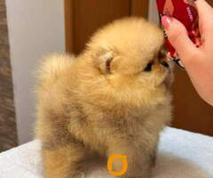 Najlepsi Pomeranci Boo