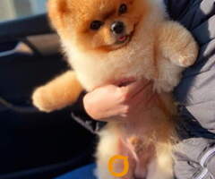 Najlepsi Pomeranci Boo