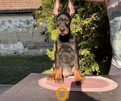 DOBERMAN štenci