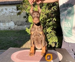 DOBERMAN štenci
