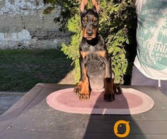 DOBERMAN štenci