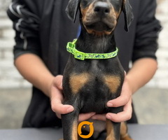 Prodaju se prelepi štenci dobermana, starosti 2 meseca