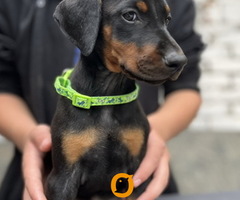 Prodaju se prelepi štenci dobermana, starosti 2 meseca