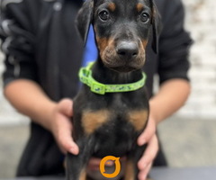 Prodaju se prelepi štenci dobermana, starosti 2 meseca