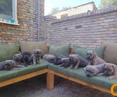 Cane Corso ( Kane Korso ) vrhunski štenci
