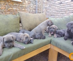 Cane Corso ( Kane Korso ) vrhunski štenci