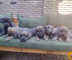Cane Corso ( Kane Korso ) vrhunski štenci