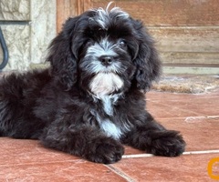 Slobodni štenci CAVAPOO