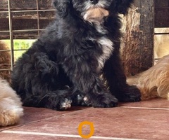 Slobodni štenci CAVAPOO