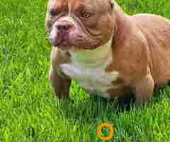American Bully pocket i egzotic u lilac i coko boji,
