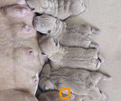 American Bully pocket i egzotic u lilac i coko boji,