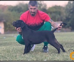 Cane Corso štenci