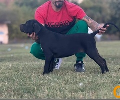 Cane Corso štenci