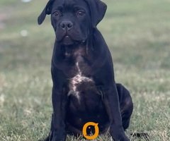 Cane Corso štenci