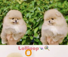 Pomeranian puppies for sale of top quality