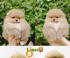 Pomeranian puppies for sale of top quality