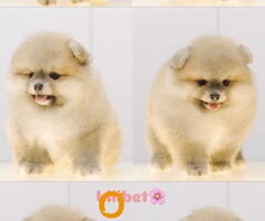 Pomeranian puppies for sale of top quality