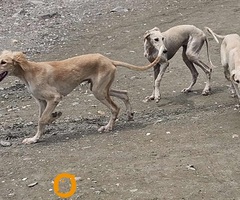 Persijski hrt SALUKI štenci