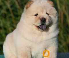 Chow Chow Cau Cau Čau Čau