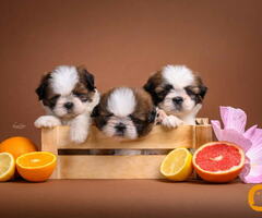SHIH TZU štenci