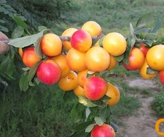 Kvalitetne sertifikovane vocne sadnice iz Rasadnika Antic - 5