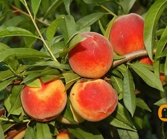 Kvalitetne sertifikovane vocne sadnice iz Rasadnika Antic - 6