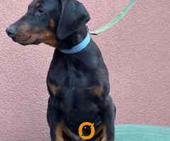 Doberman muško štene,
