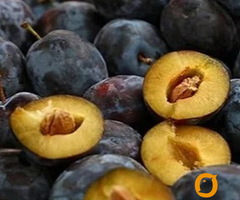 Rezervacije u toku za sadnju voćnih sadnica Rasadnik Profesional