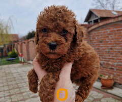 Crvene pudle toy, od oba roditelja u mom vlasnistvu